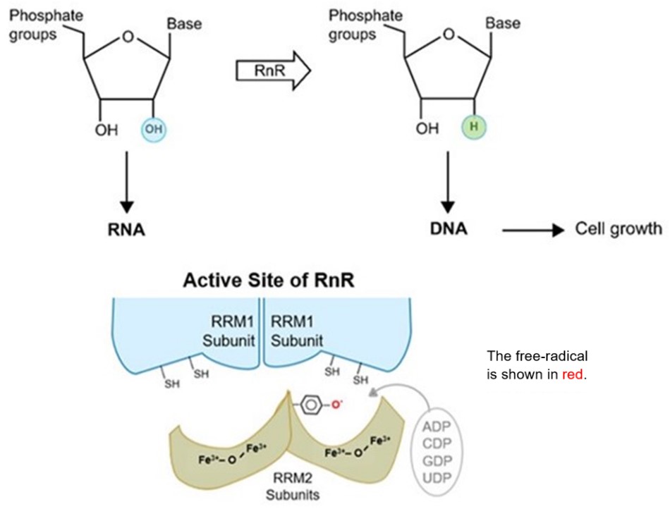 Image showing biochemistry not oncogenes are the key to cancer